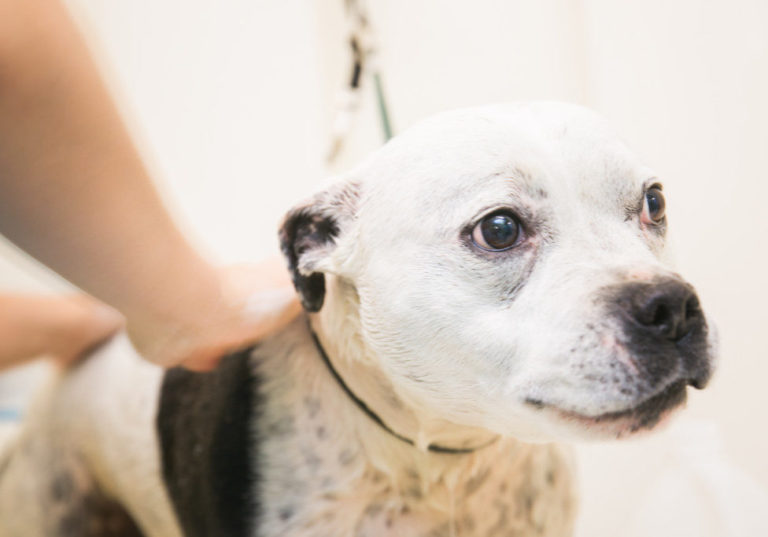 Doggie Daycare and Boarding for Dogs and Cats Country Kennels